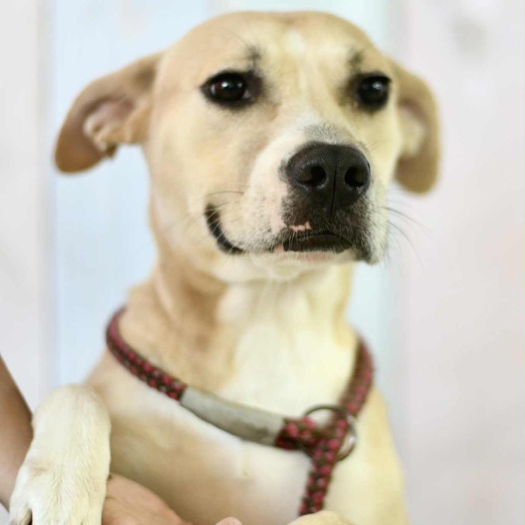 Dolly, a Adoptable mixed breed in Floresville, TX image 5/6