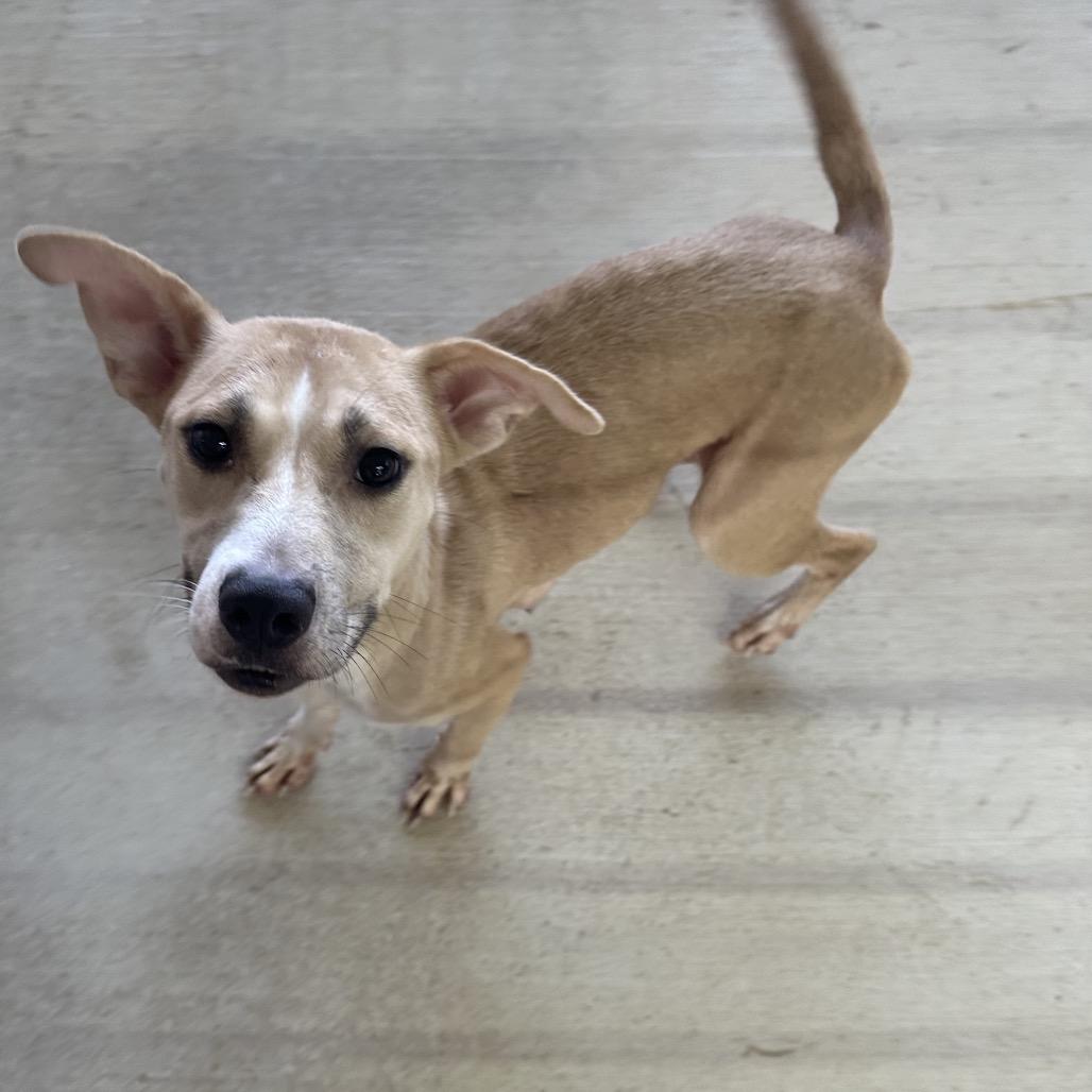 Dolly, a Adoptable mixed breed in Floresville, TX image 6/6