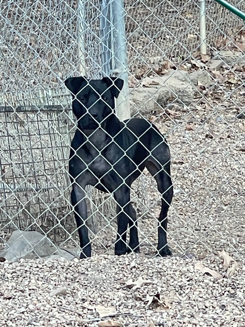 Enlarge Givens, a Adopted mixed breed in Madison, MS image 1/1