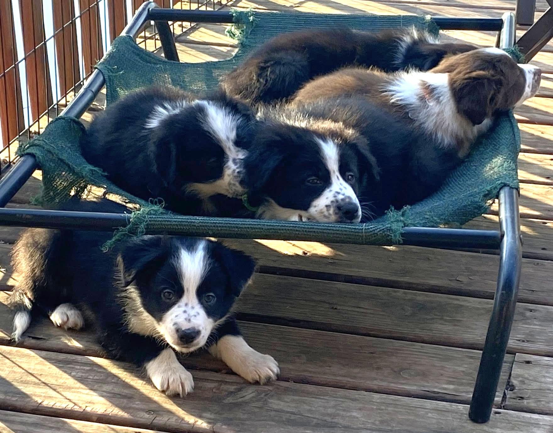 Enlarge Bridgerton puppies (boys and girls), a Adoptable mixed breed in Rochester, MN image 5/6