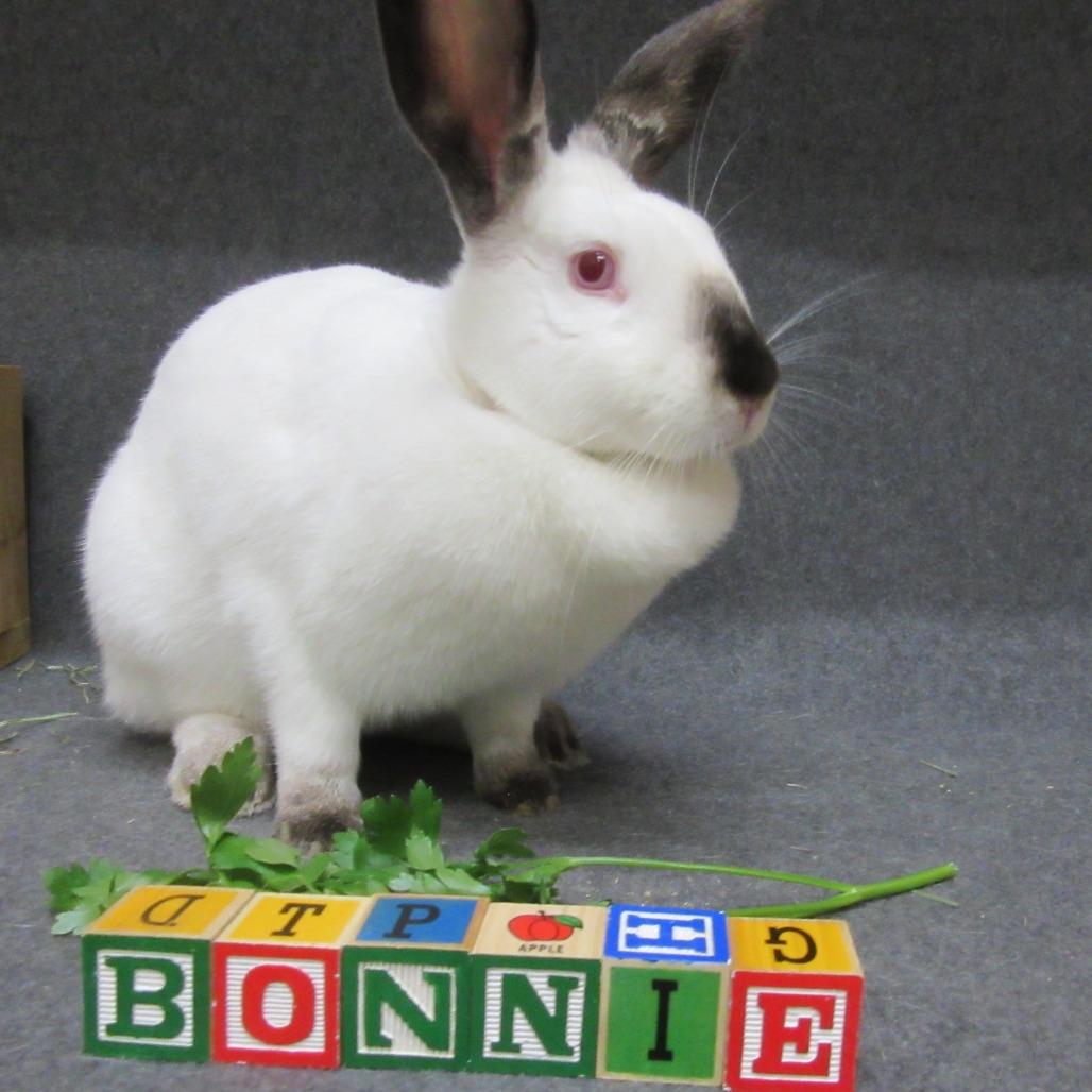 Bonnie, Adoptable, Young Female Californian.
