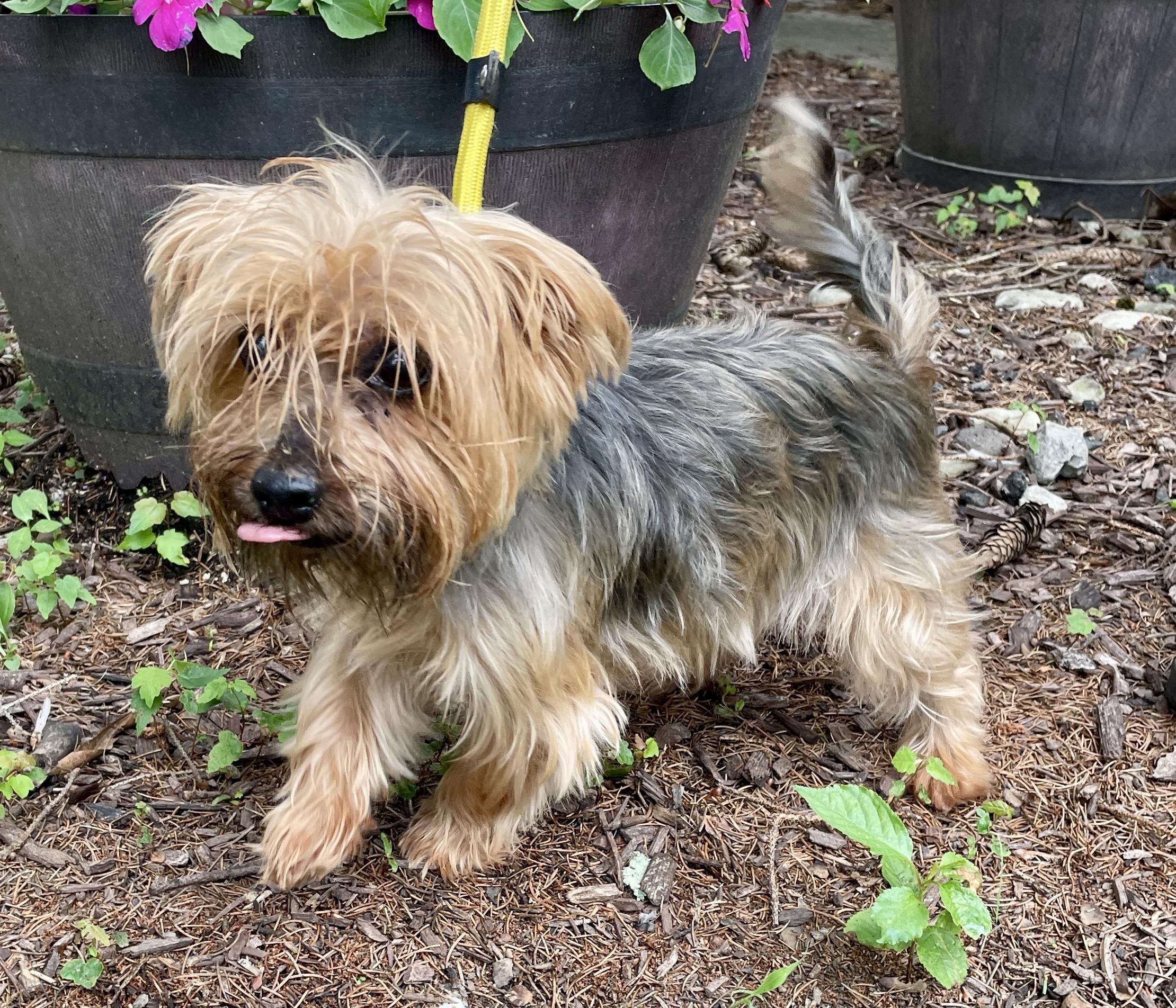 Abby Cadabby, Senior Female unknown