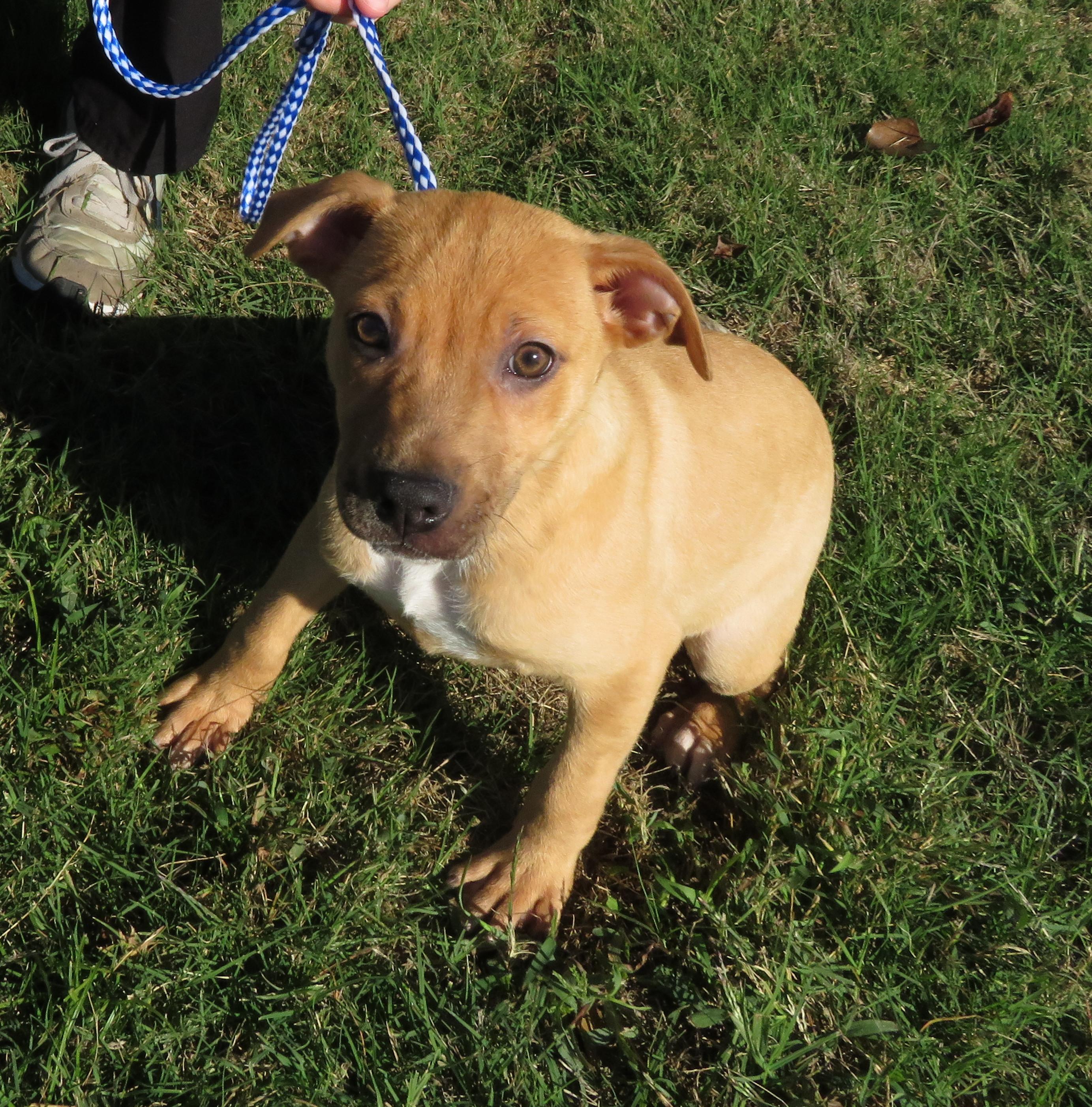 Pumpkin, Adoptable, Puppy Female Terrier.