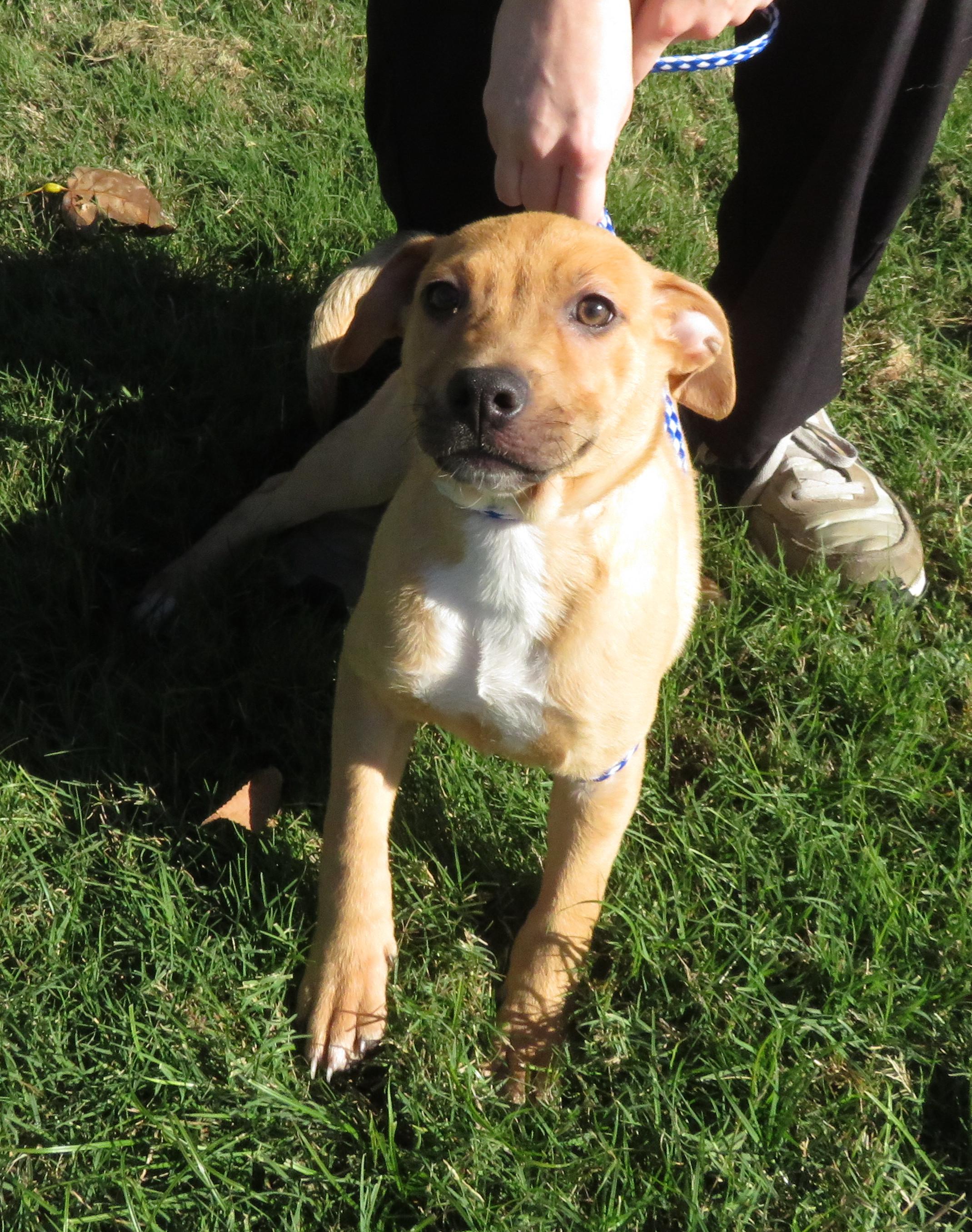 Pumpkin, a Adoptable mixed breed in Nesbit, MS image 2/3