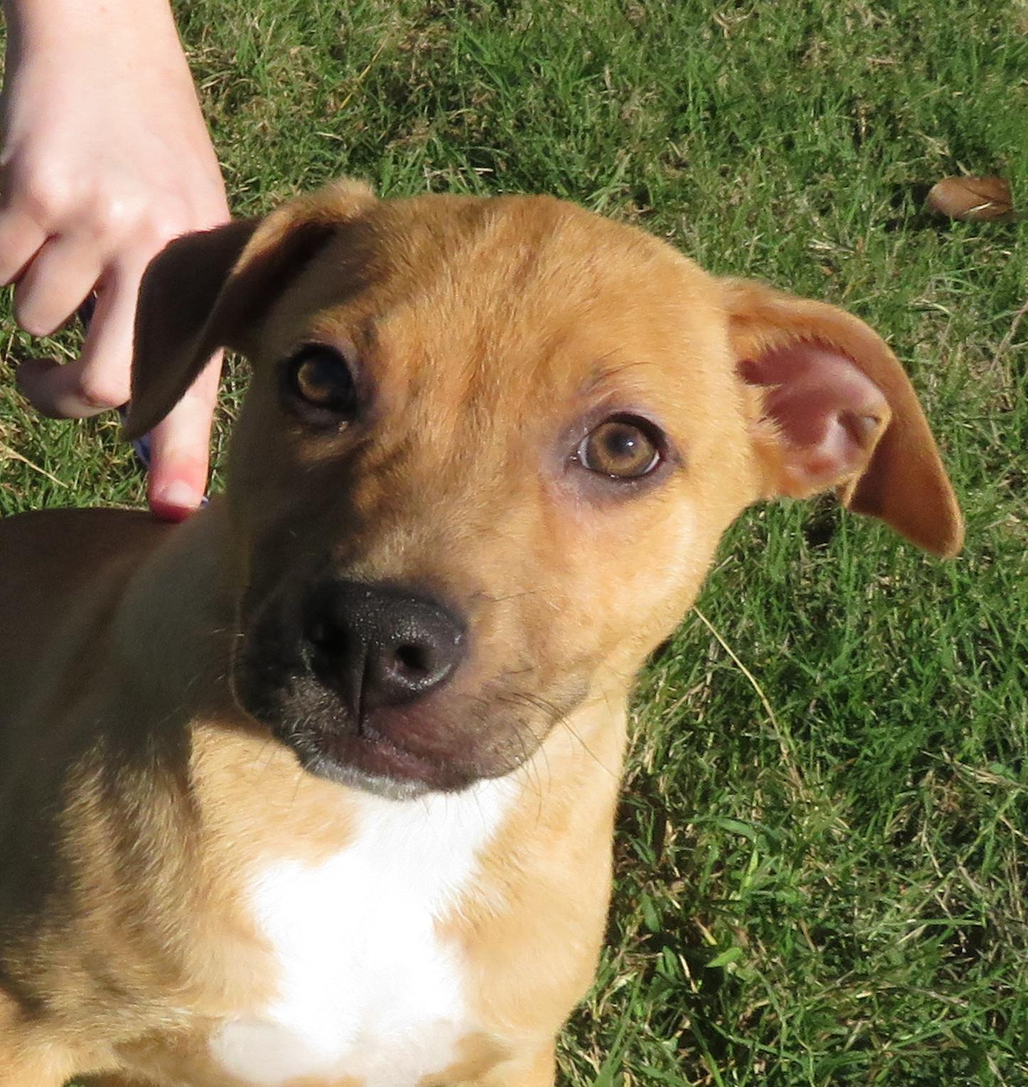Pumpkin, a Adoptable mixed breed in Nesbit, MS image 3/3
