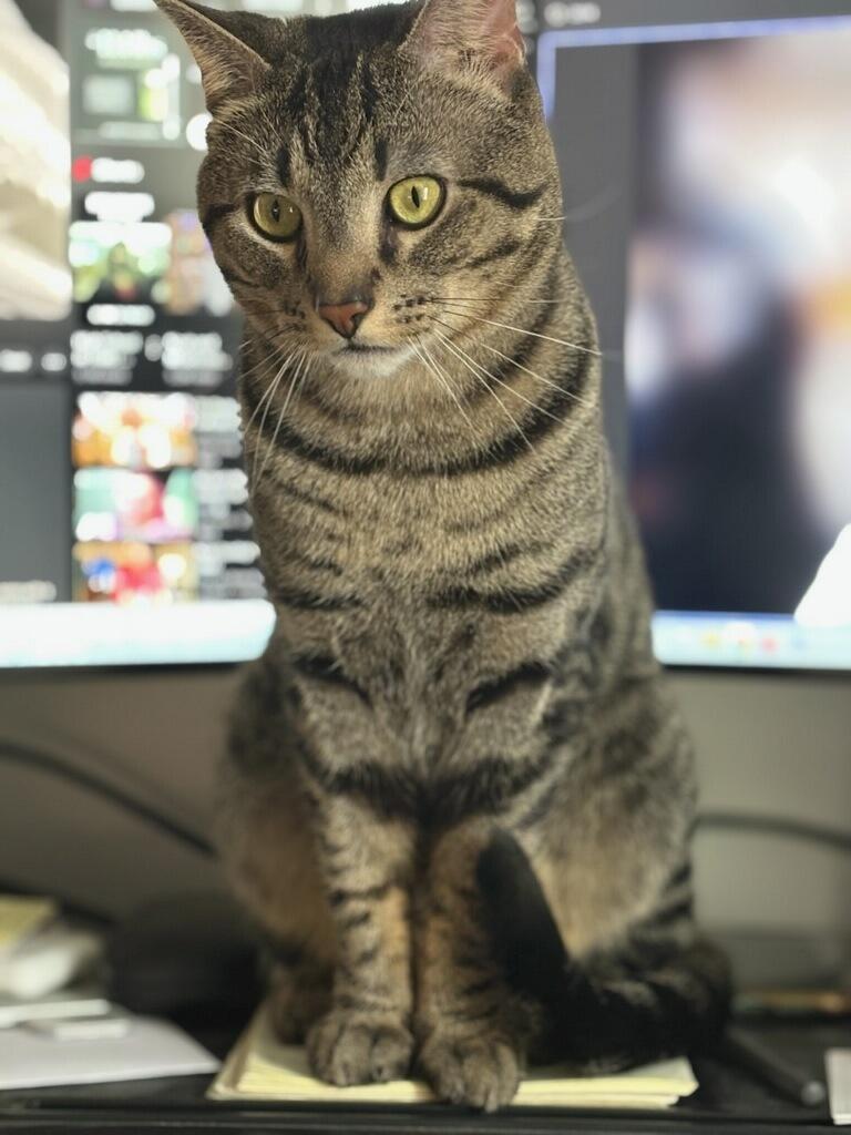 Enlarge Watson, a ADOPTABLE Domestic Short Hair in Pittsburgh, PA image 3/6