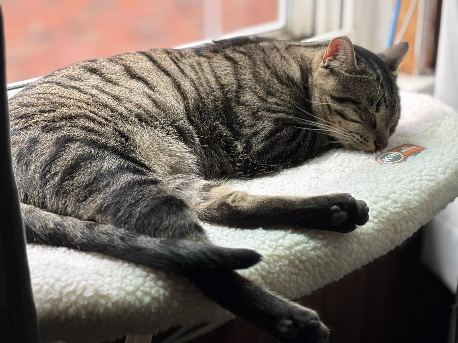 Enlarge Watson, a ADOPTABLE Domestic Short Hair in Pittsburgh, PA image 6/6