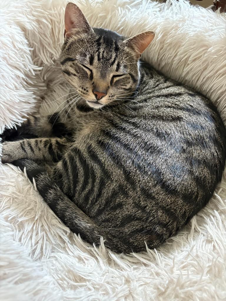 Enlarge Watson, a ADOPTABLE Domestic Short Hair in Pittsburgh, PA image 5/6