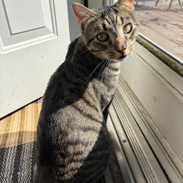 Enlarge Watson, a ADOPTABLE Domestic Short Hair in Pittsburgh, PA image 1/6