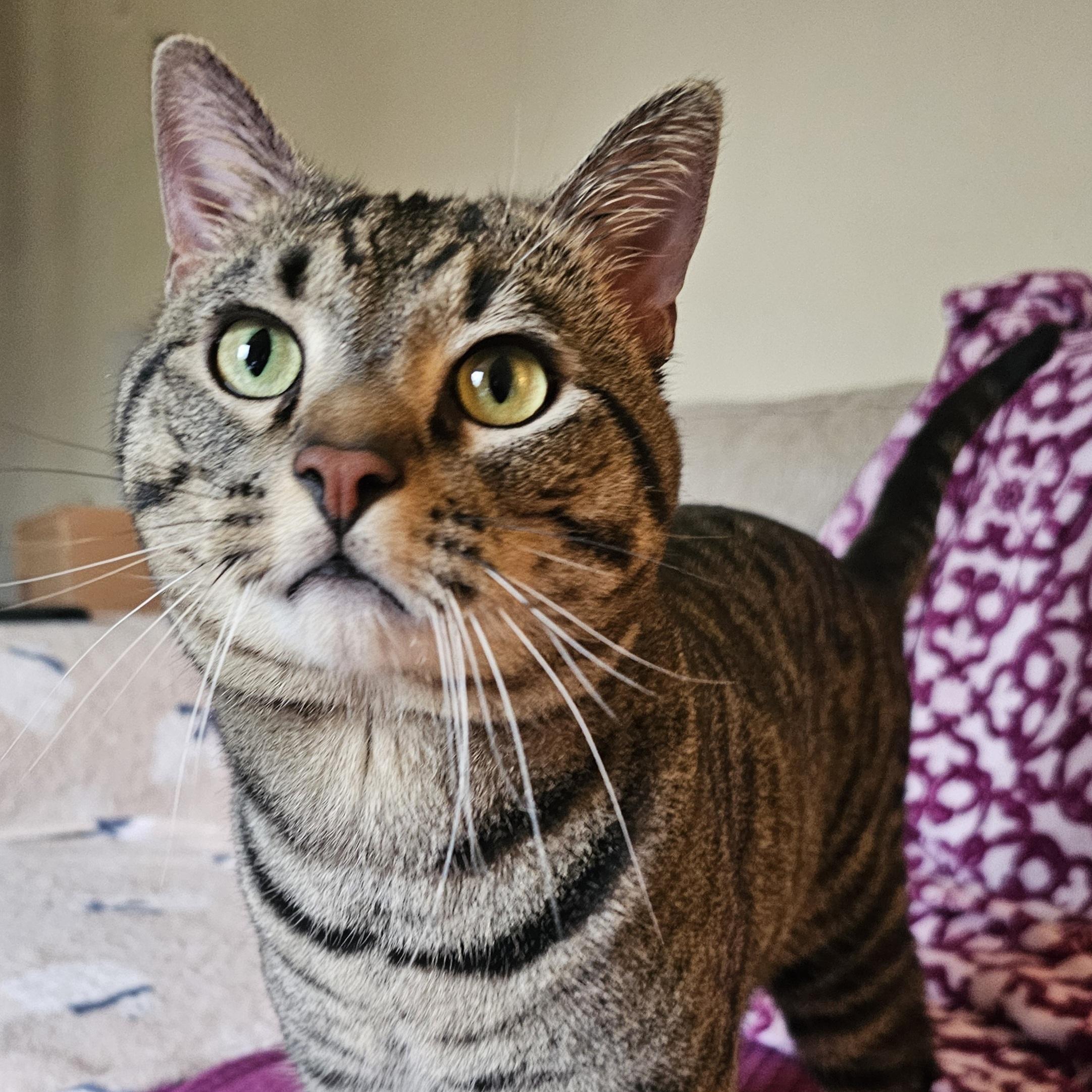 Enlarge Watson, a ADOPTABLE Domestic Short Hair in Pittsburgh, PA image 4/6