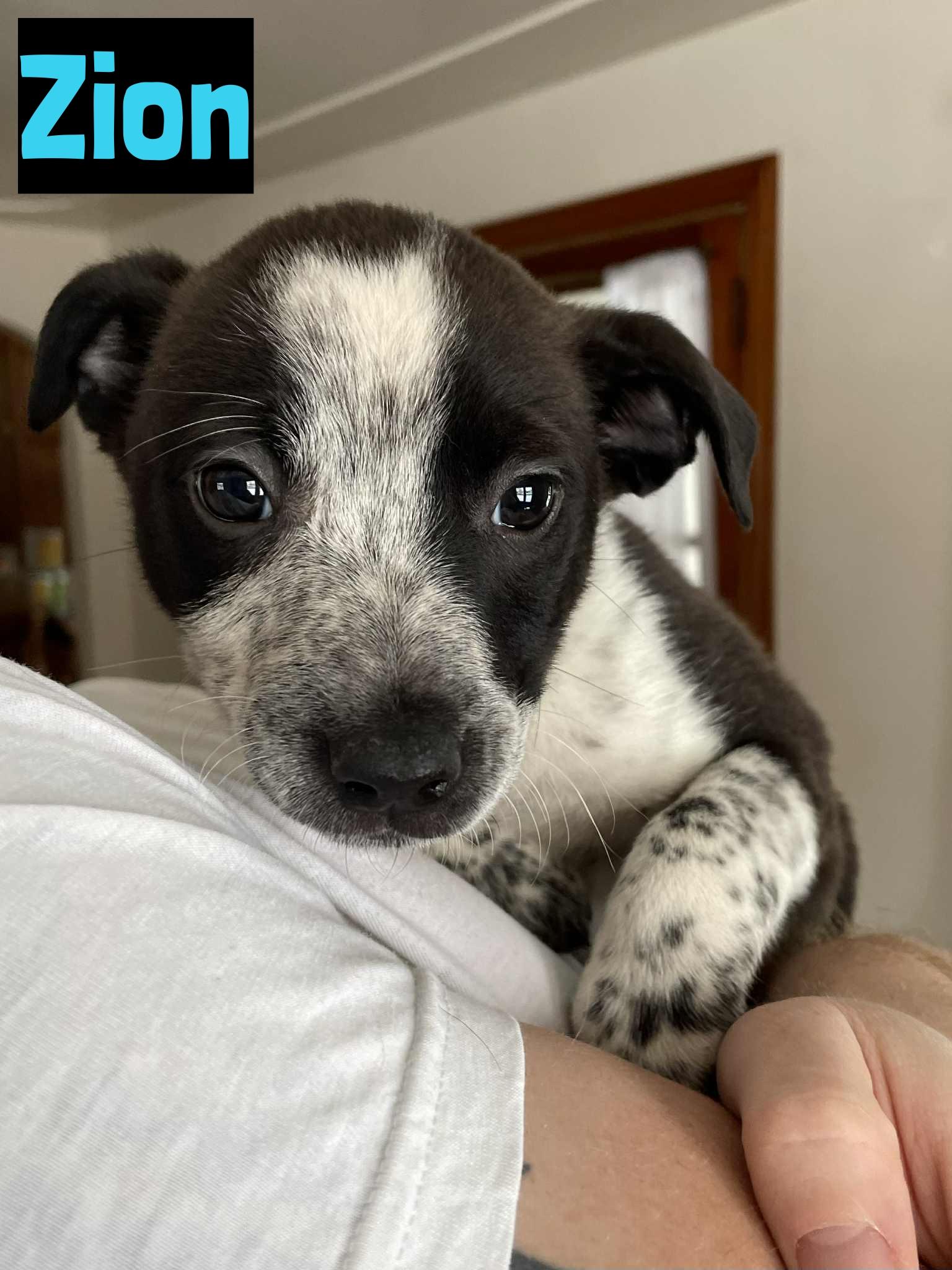 Enlarge Zion, an adopted mixed breed in Grand Rapids, MI image 1/1