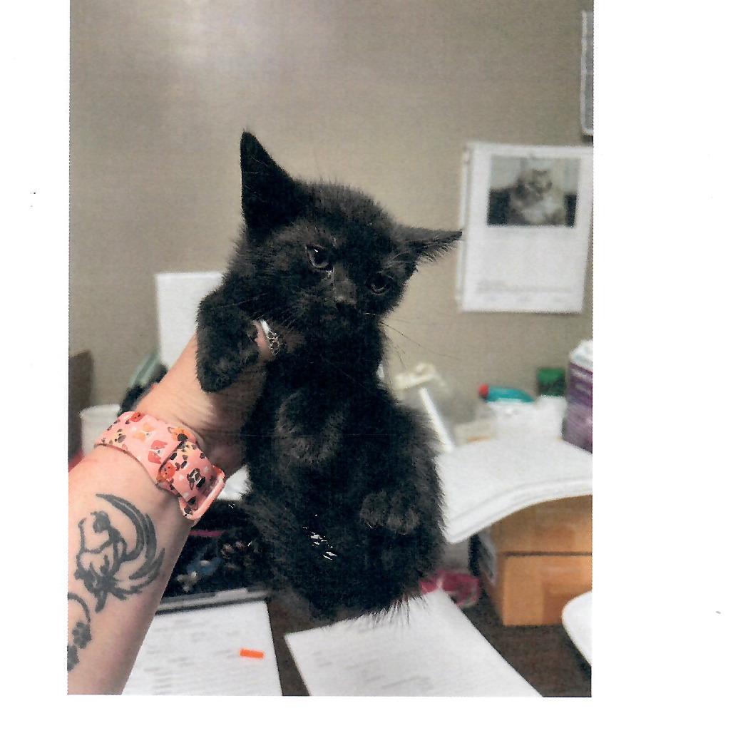 Miami, Adoptable, Kitten Male Domestic Short Hair.