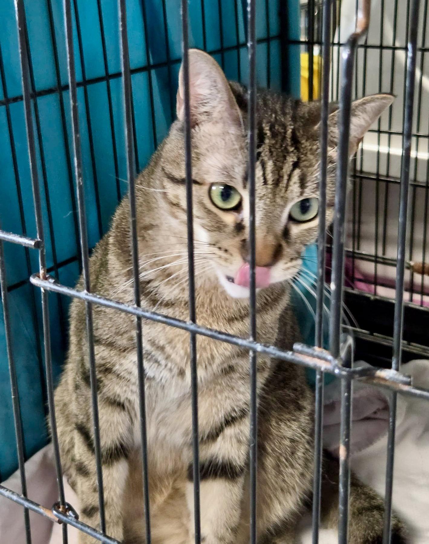 Yo-yo, Adoptable, Young Male Domestic Short Hair.