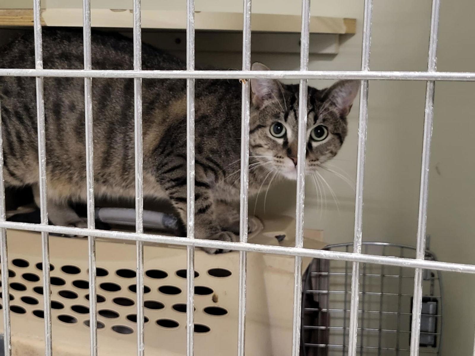 Yo-Yo, Adoptable, Young Male Domestic Short Hair.