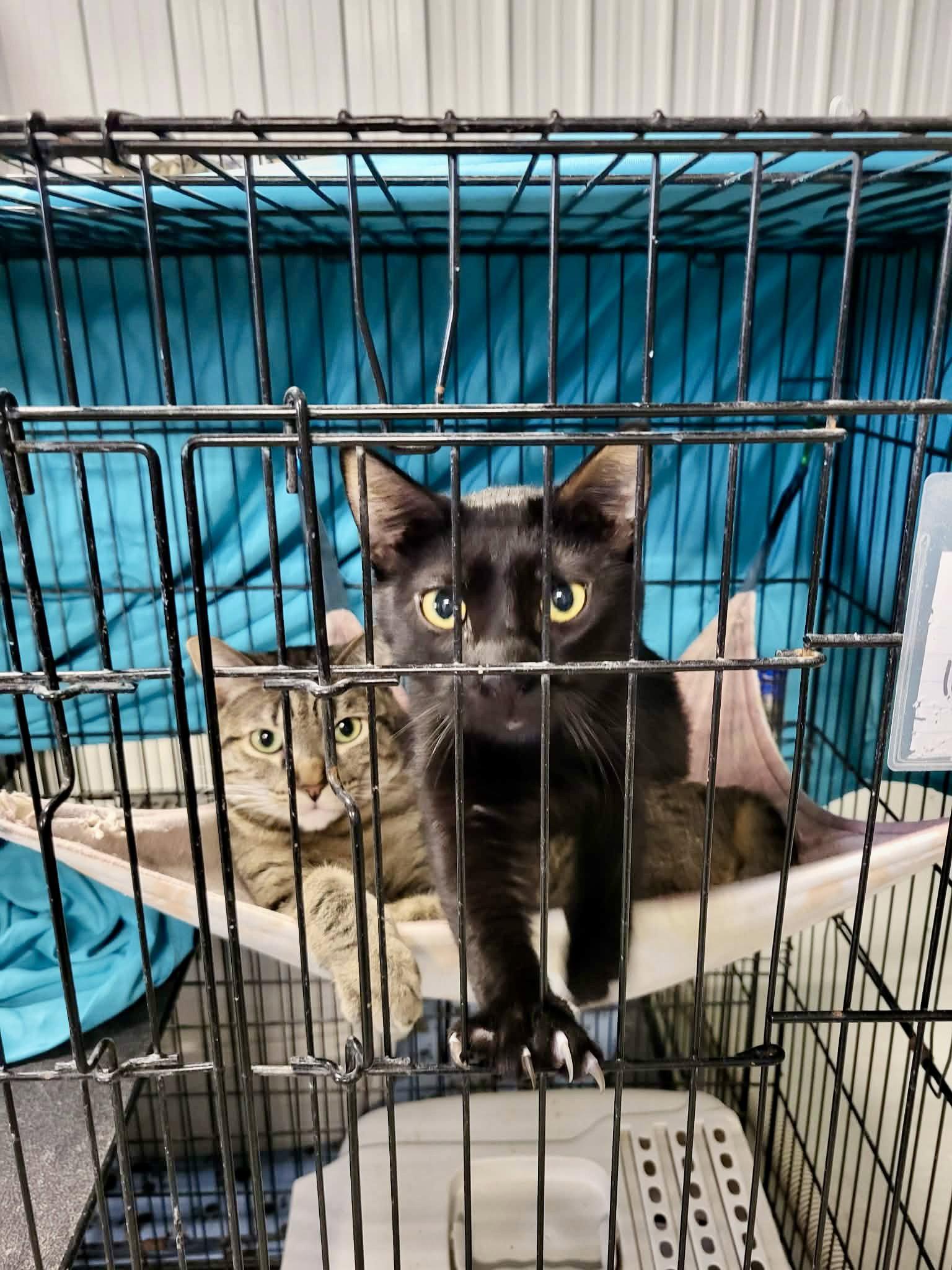 Yo-Yo, Adoptable, Young Male Domestic Short Hair.