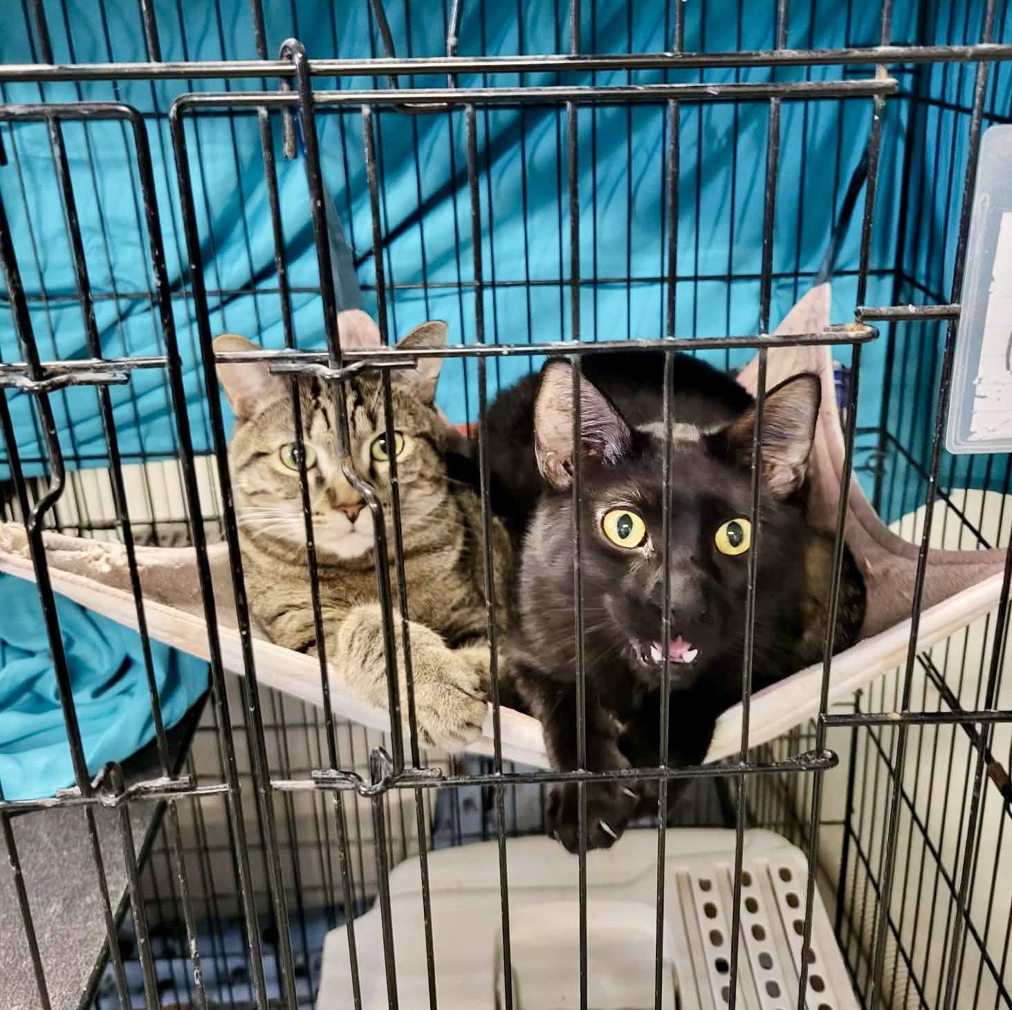 Enlarge Yo-Yo, a Adoptable Domestic Short Hair in Detroit Lakes, MN image 2/3