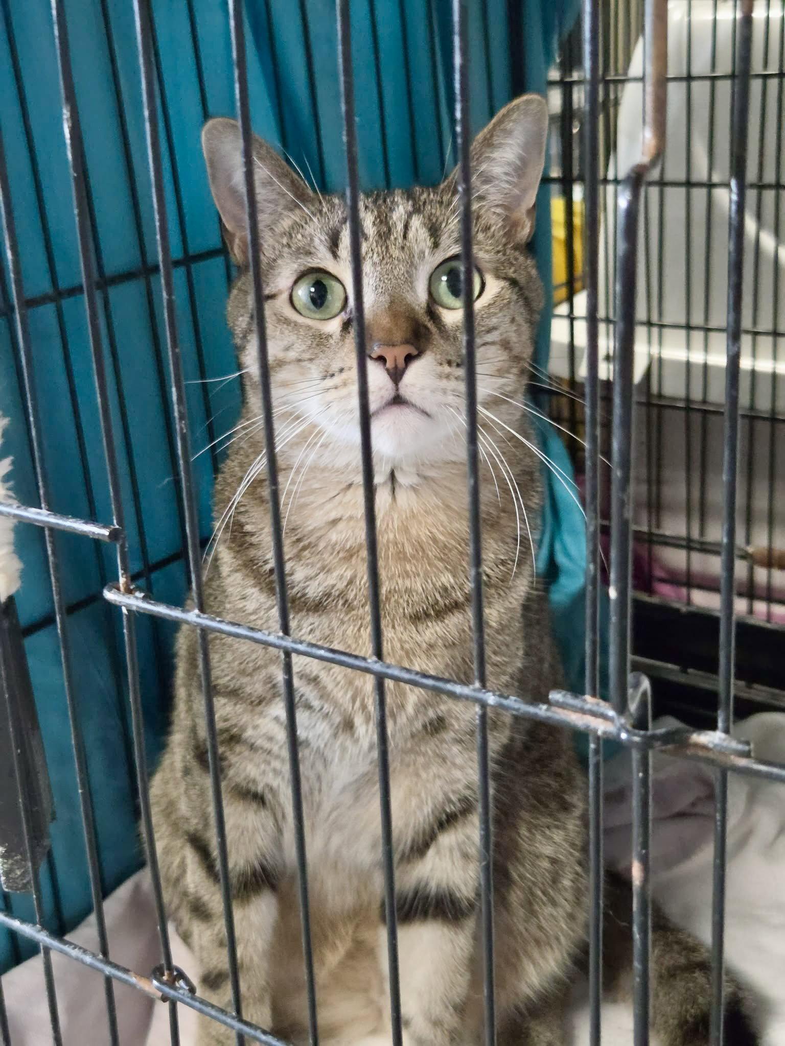 Enlarge Yo-yo, a Adoptable Domestic Short Hair in Detroit Lakes, MN image 2/3