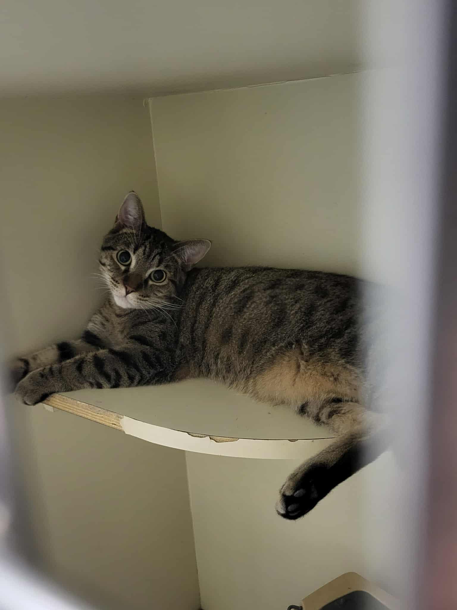 Yo-Yo, a Adoptable Domestic Short Hair in Detroit Lakes, MN image 2/3