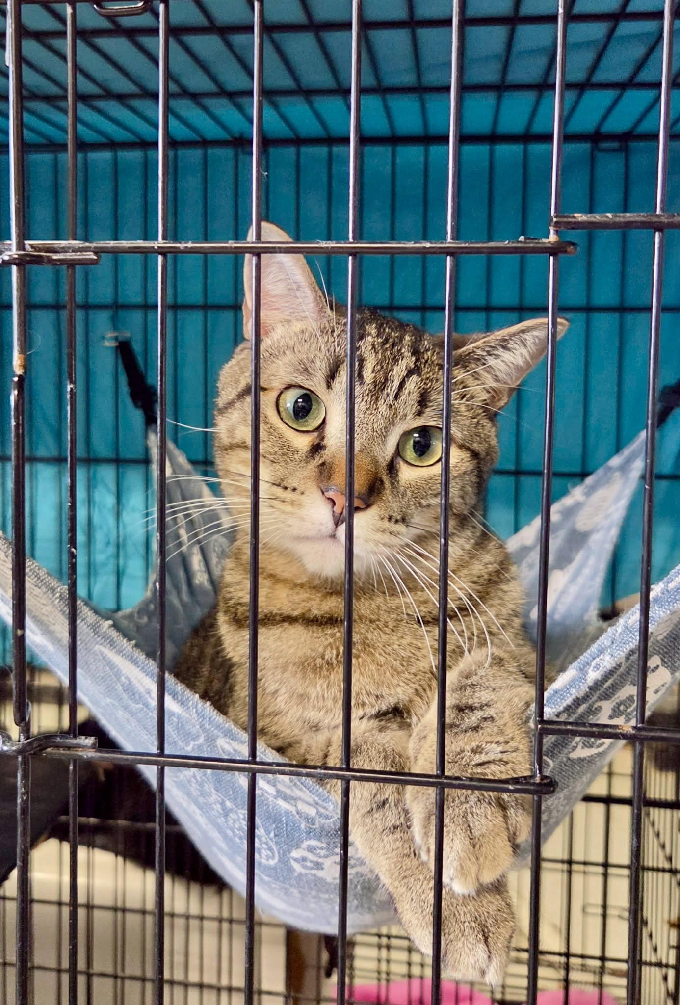 Enlarge Yo-yo, a Adoptable Domestic Short Hair in Detroit Lakes, MN image 3/3