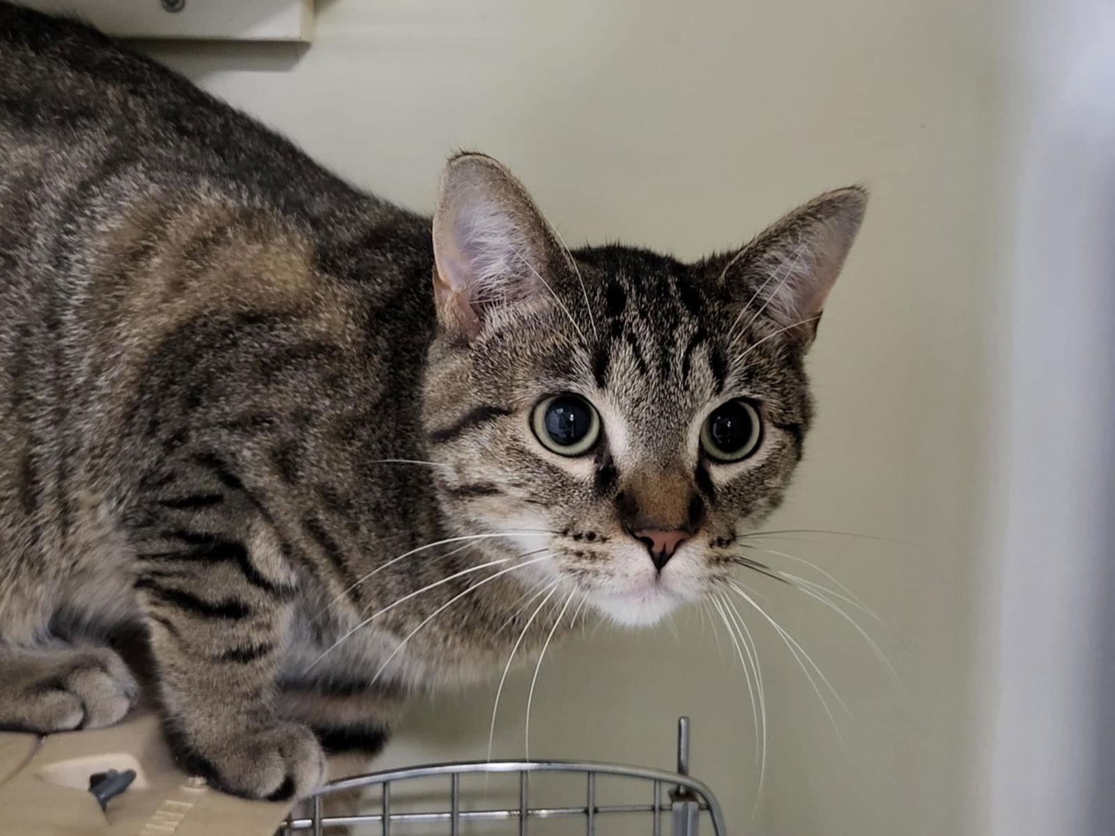 Yo-Yo, a Adoptable Domestic Short Hair in Detroit Lakes, MN image 3/3