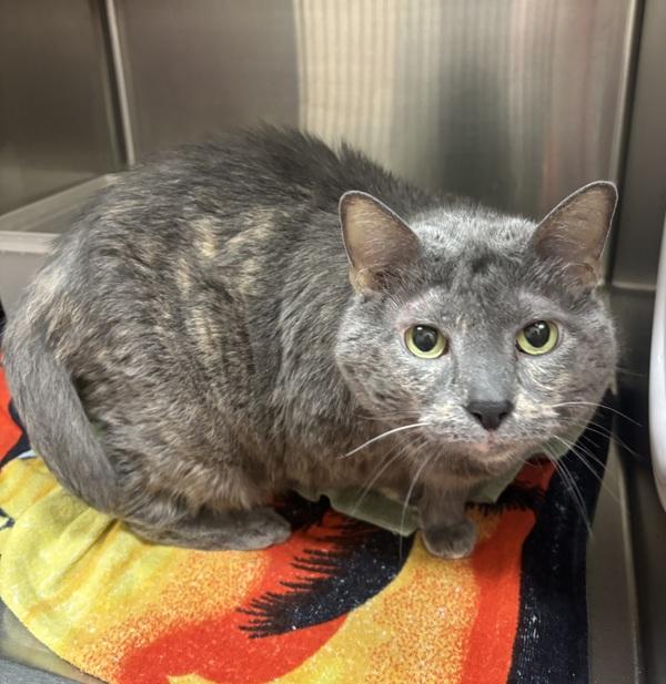 Enlarge Smokey, a Adoptable mixed breed in Stratham, NH image 1/1