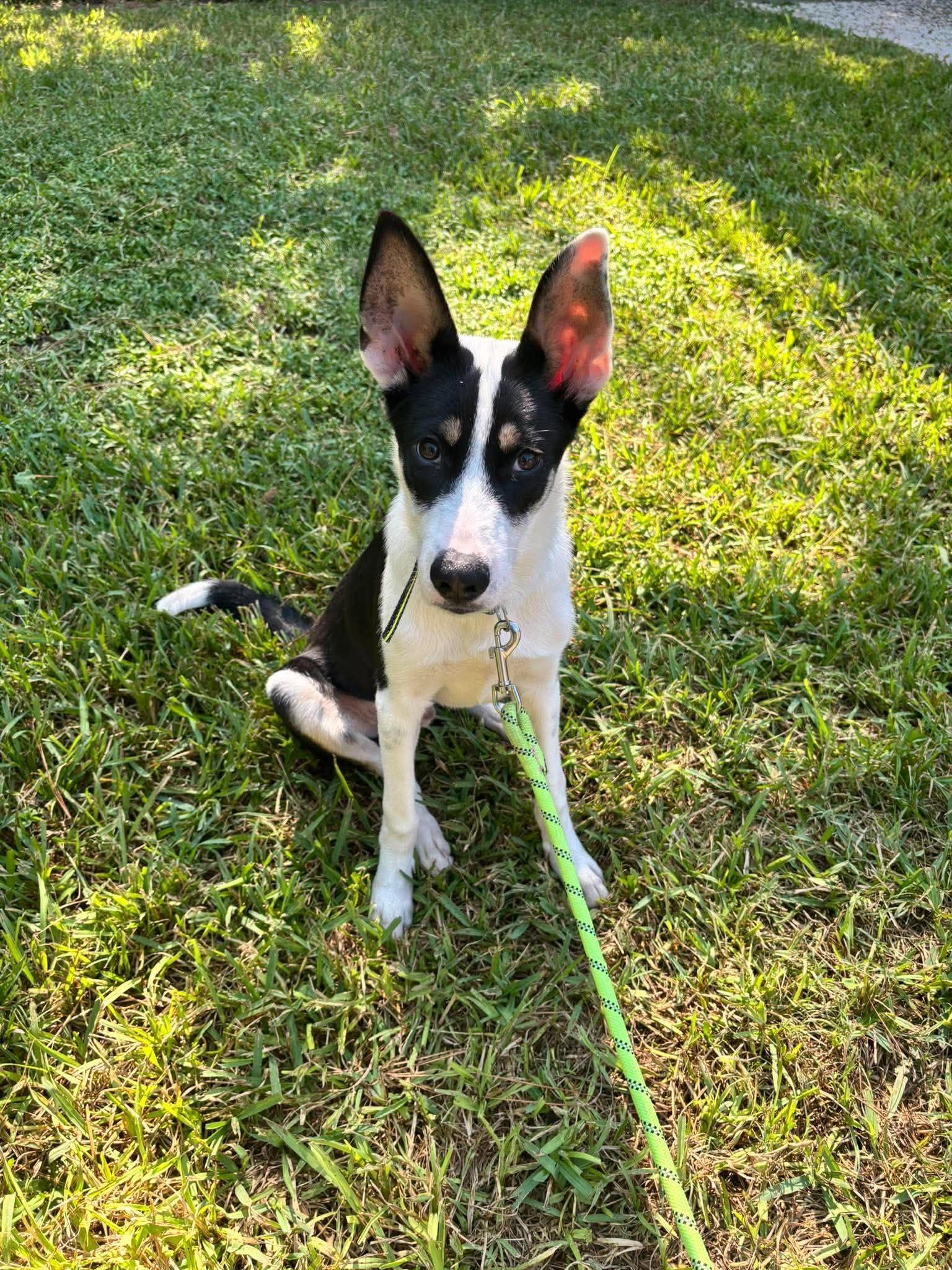 Enlarge Kash, a Adoptable mixed breed in West Warwick, RI image 2/5