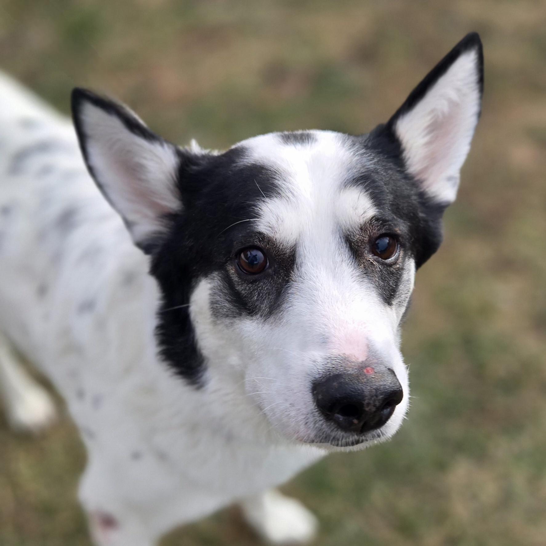 Enlarge Wobbles , a ADOPTABLE mixed breed in Normal, IL image 3/6