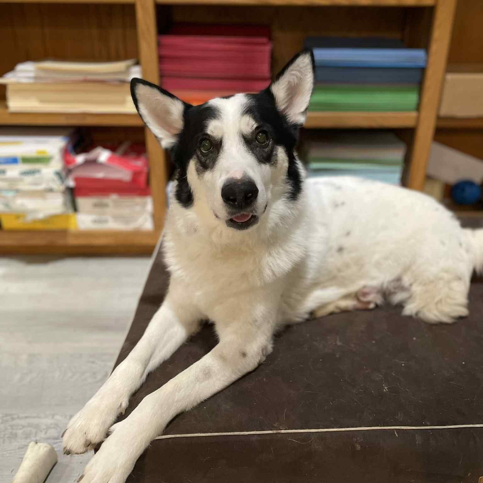 Enlarge Wobbles , a ADOPTABLE mixed breed in Normal, IL image 5/6