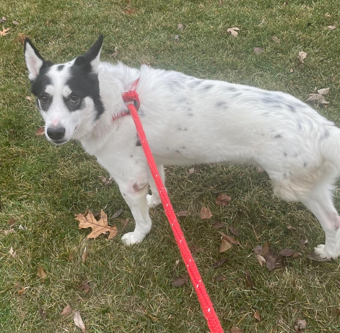 Enlarge Wobbles , a ADOPTABLE mixed breed in Normal, IL image 4/6