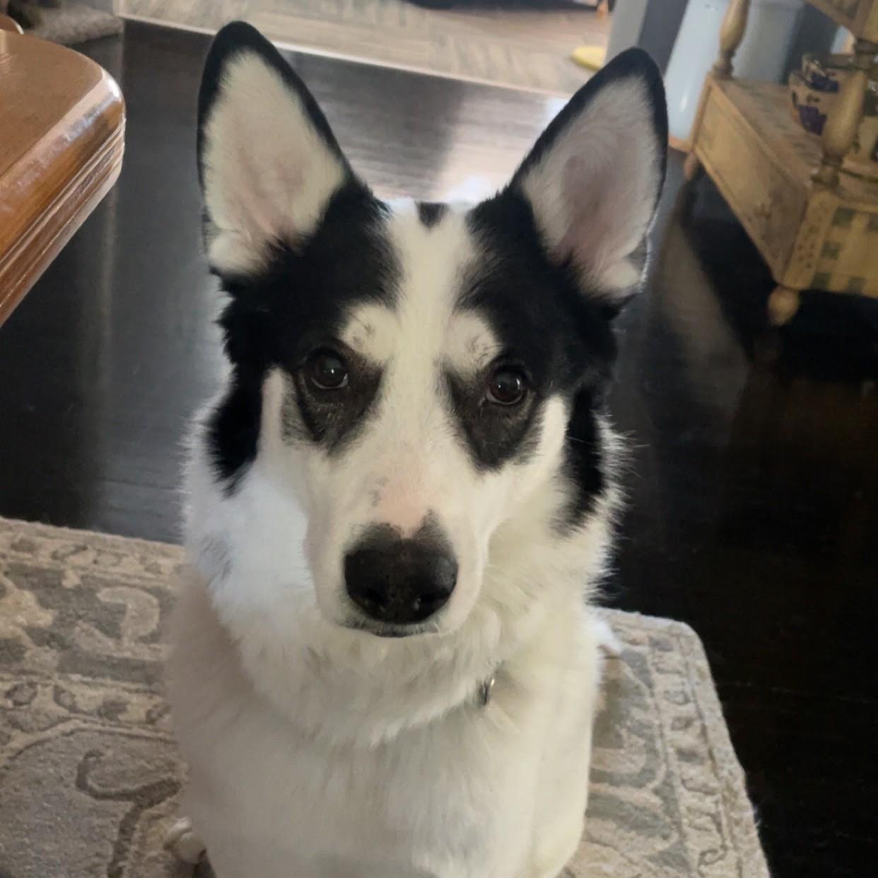 Wobbles , ADOPTABLE, Adult Male Mixed Breed.