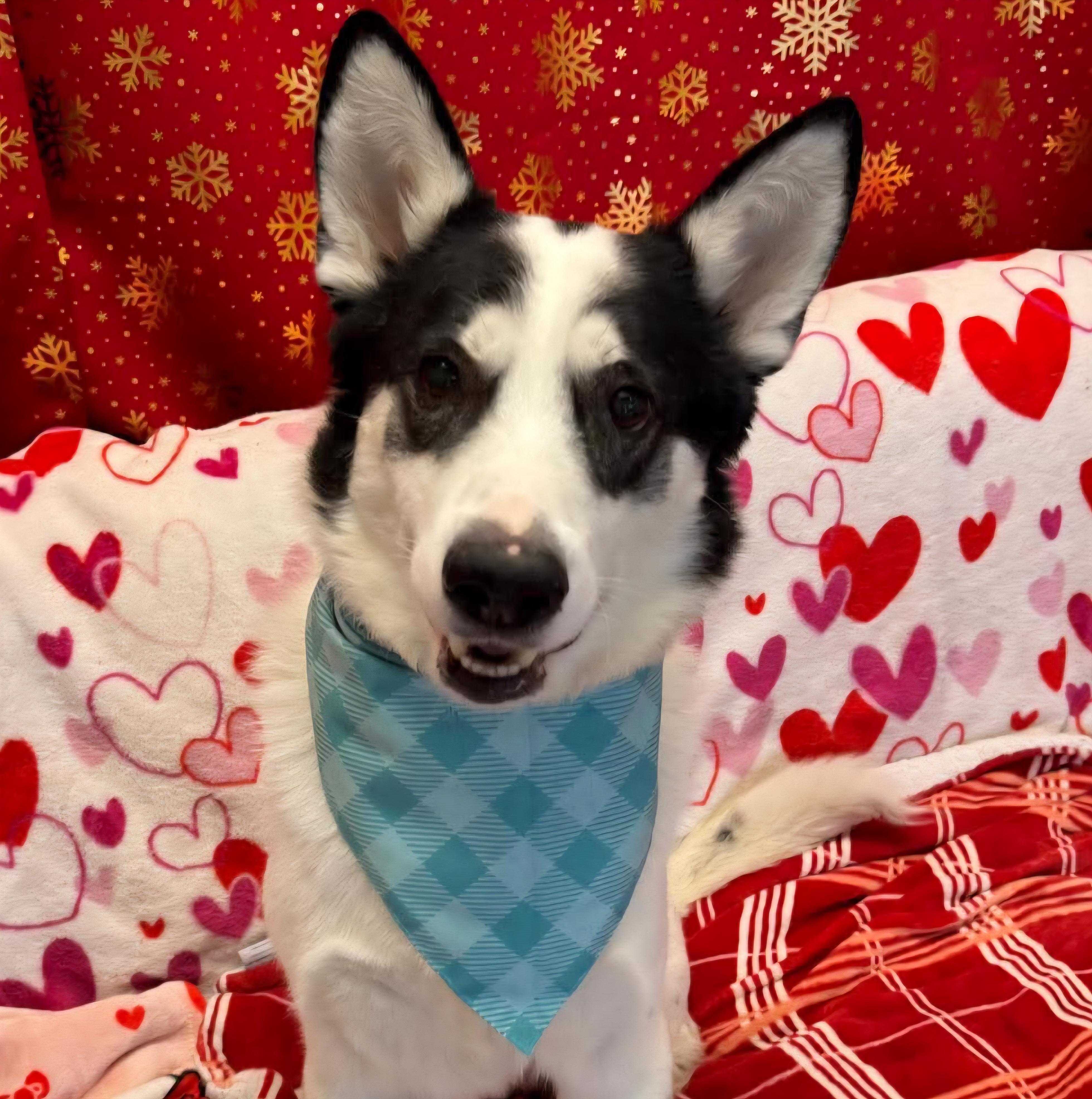 Enlarge Wobbles , a ADOPTABLE mixed breed in Normal, IL image 1/6