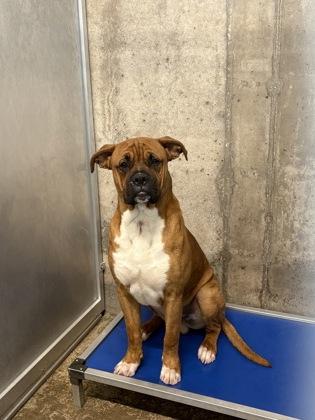 Papaya — thumbnail 2