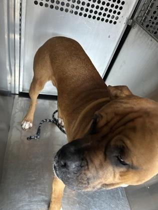 Papaya — thumbnail 3