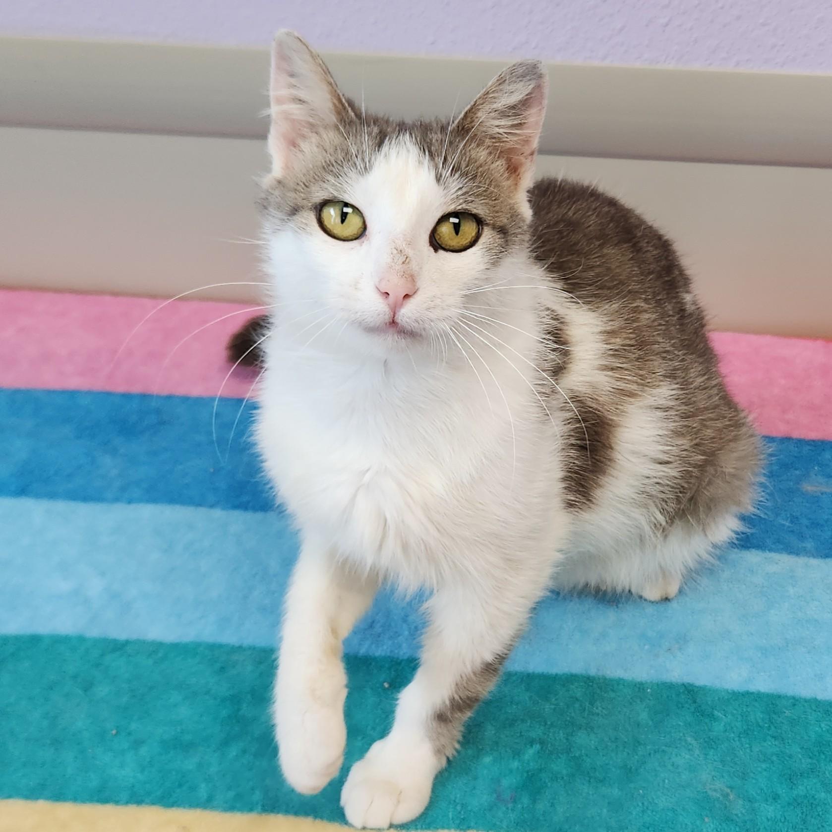 Enlarge Nuggies, a ADOPTABLE Domestic Short Hair in Marshfield, WI image 4/6