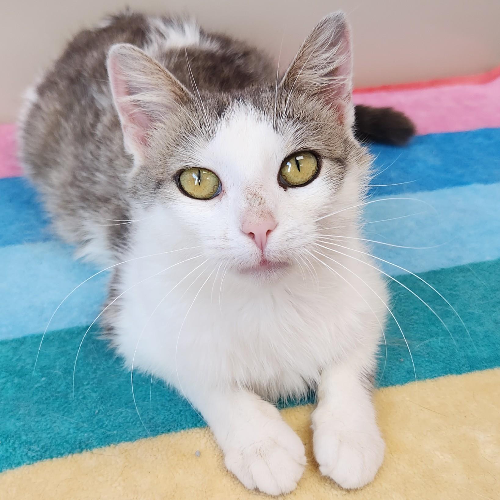 Enlarge Nuggies, a ADOPTABLE Domestic Short Hair in Marshfield, WI image 2/6