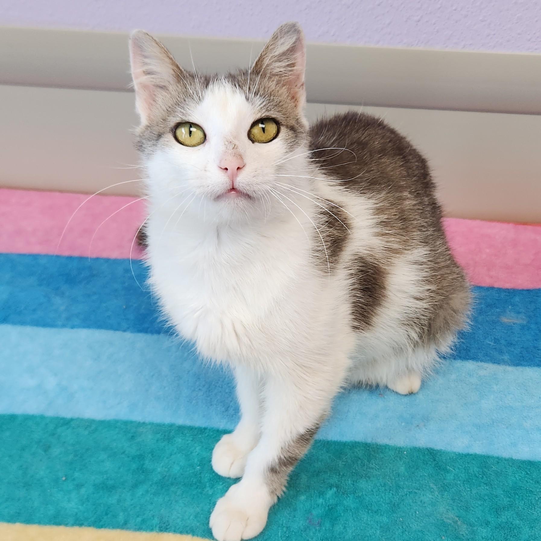 Enlarge Nuggies, a ADOPTABLE Domestic Short Hair in Marshfield, WI image 3/6
