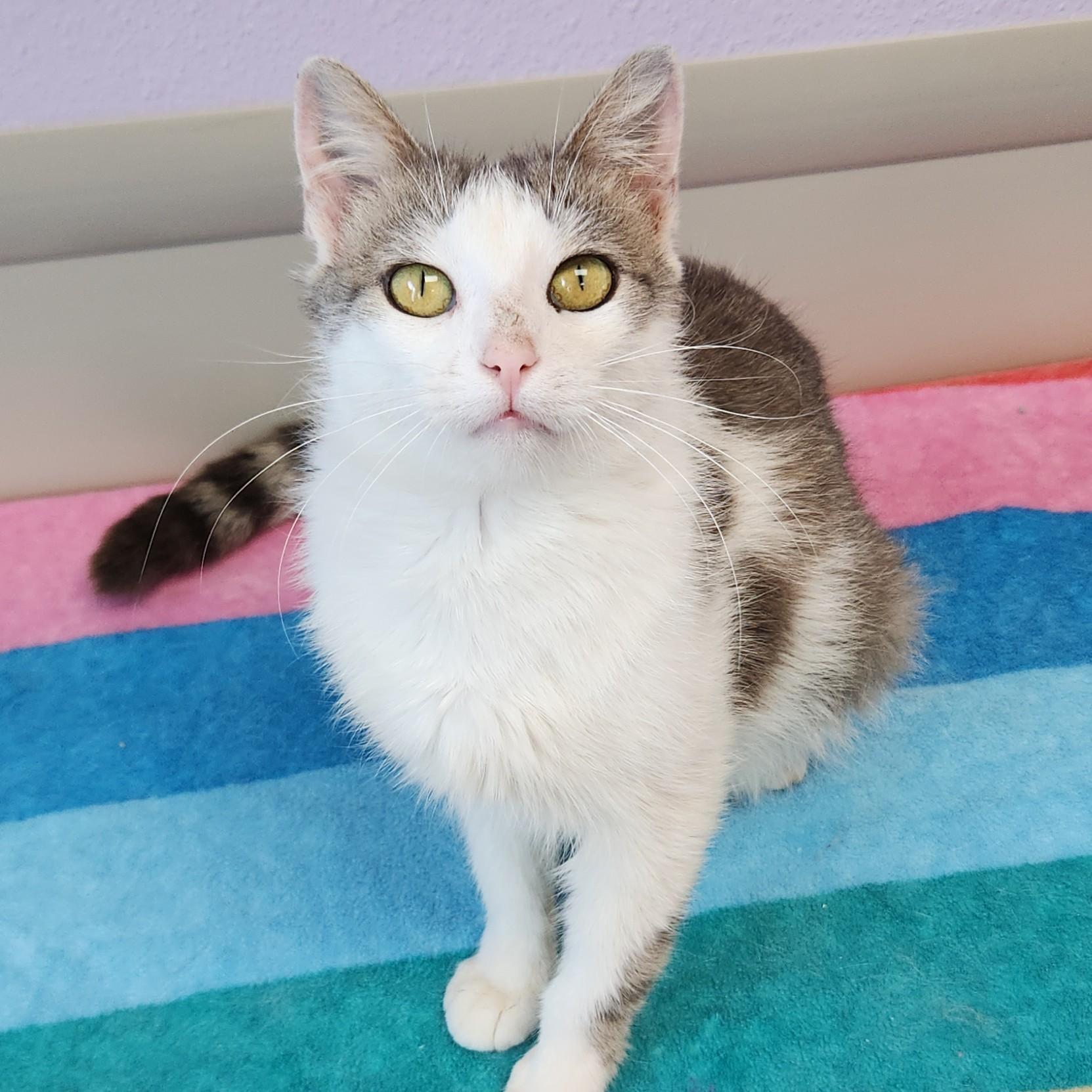 Enlarge Nuggies, a ADOPTABLE Domestic Short Hair in Marshfield, WI image 1/6
