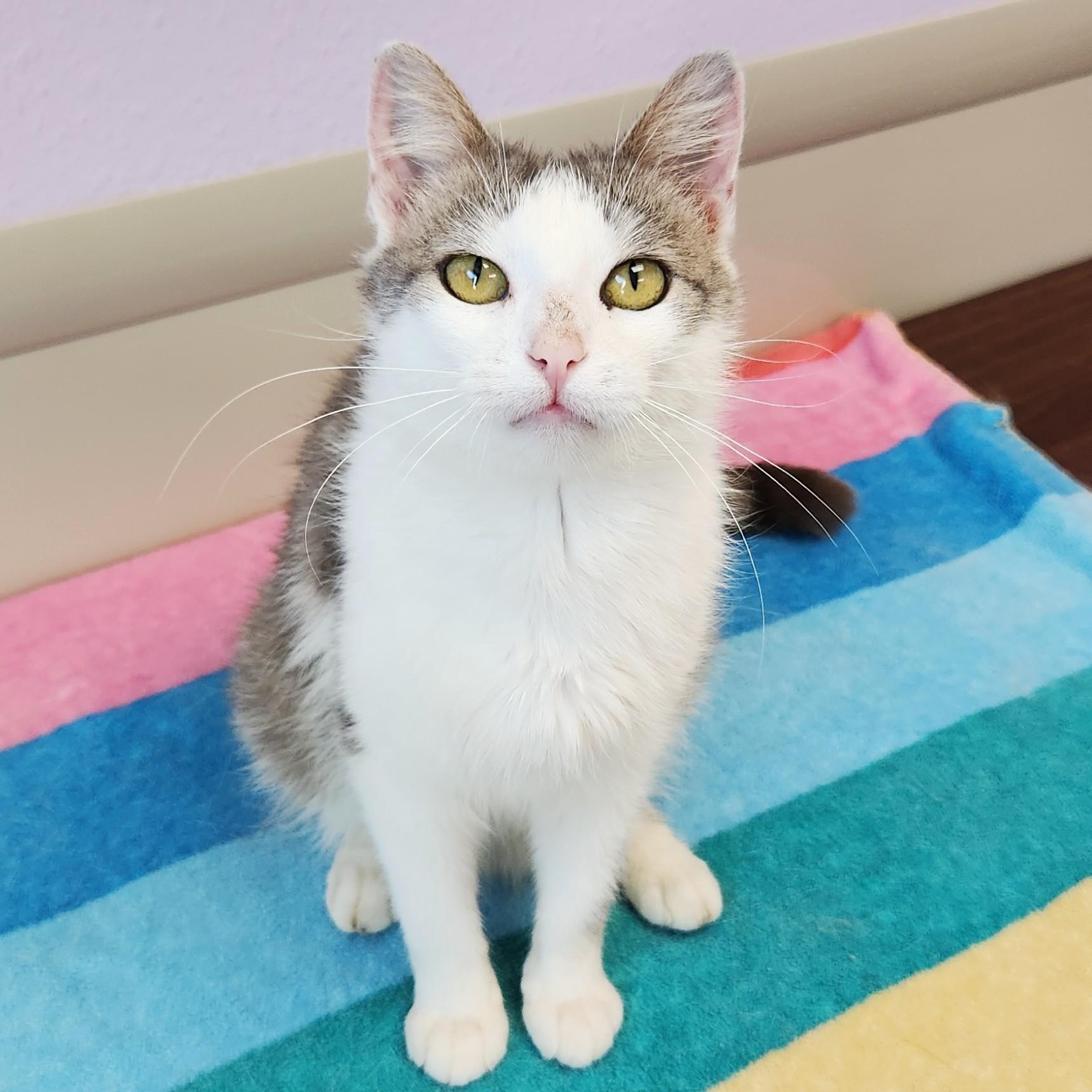 Enlarge Nuggies, a ADOPTABLE Domestic Short Hair in Marshfield, WI image 5/6