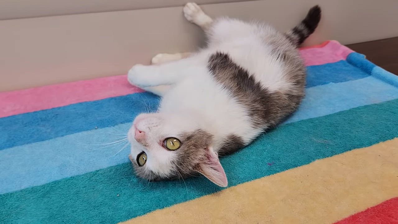 Enlarge Nuggies, a ADOPTABLE Domestic Short Hair in Marshfield, WI video 6/6