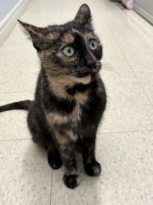 Cindy, Adoptable, Young Female Domestic Short Hair & Domestic Short Hair.