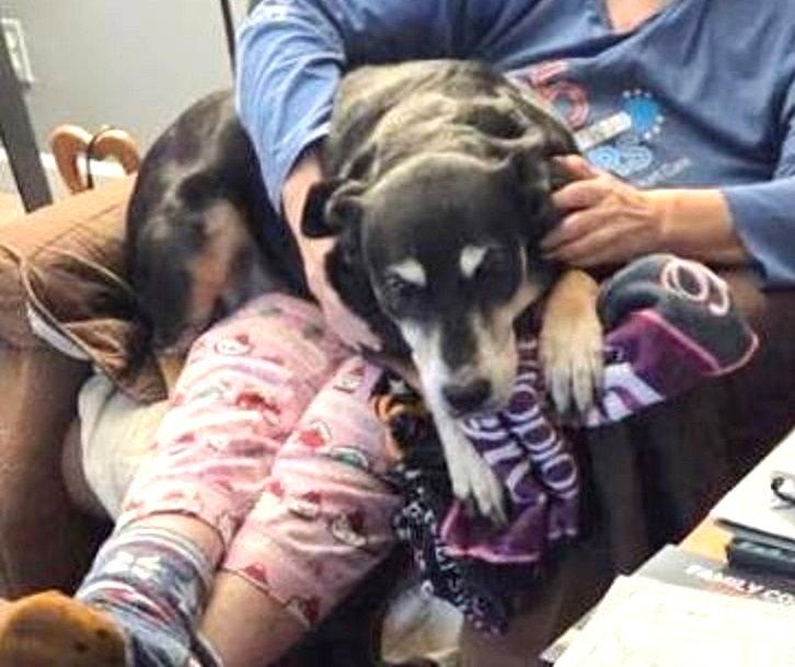 Enlarge Karma-Sweet Senior Girl, a Adoptable German Shepherd Dog in Rootstown, OH image 2/3