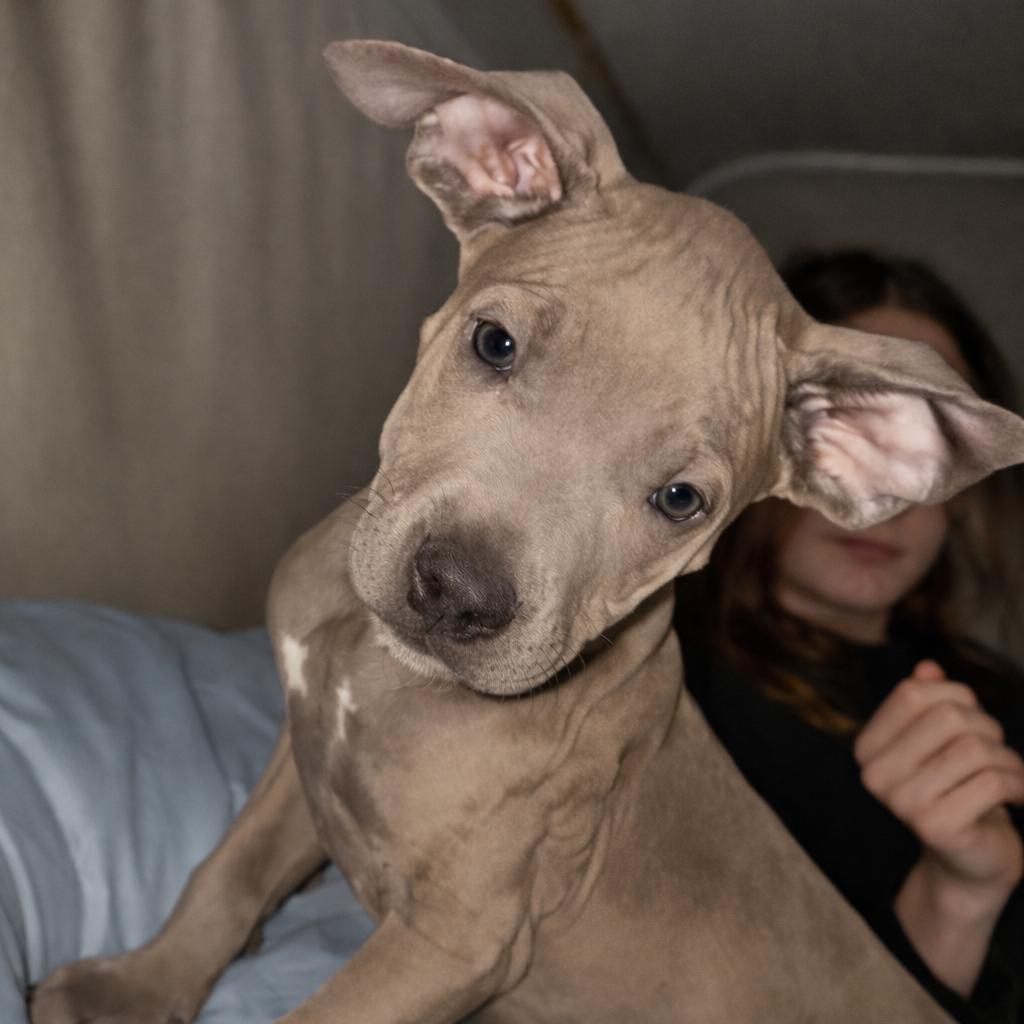 Enlarge Bonnie pup6, a Adoptable English Bulldog in Valdosta , GA image 1/2