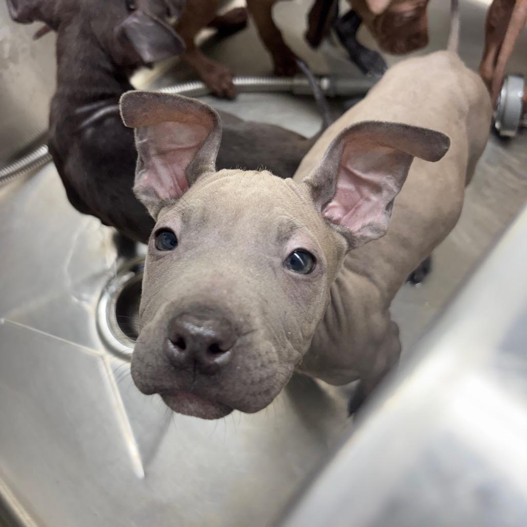 Enlarge Bonnie pup6, a Adoptable English Bulldog in Valdosta , GA image 2/2
