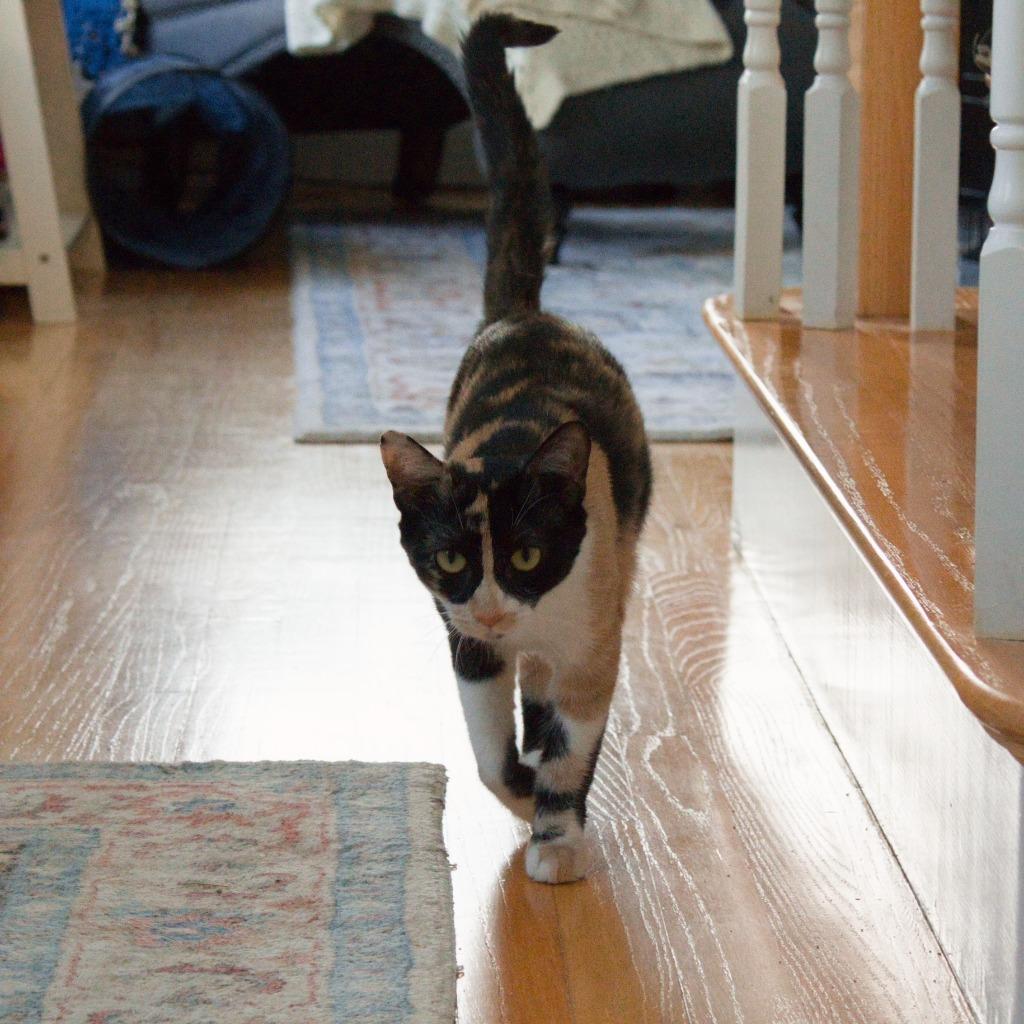 Kirara, Adoptable, Young Female Domestic Short Hair.