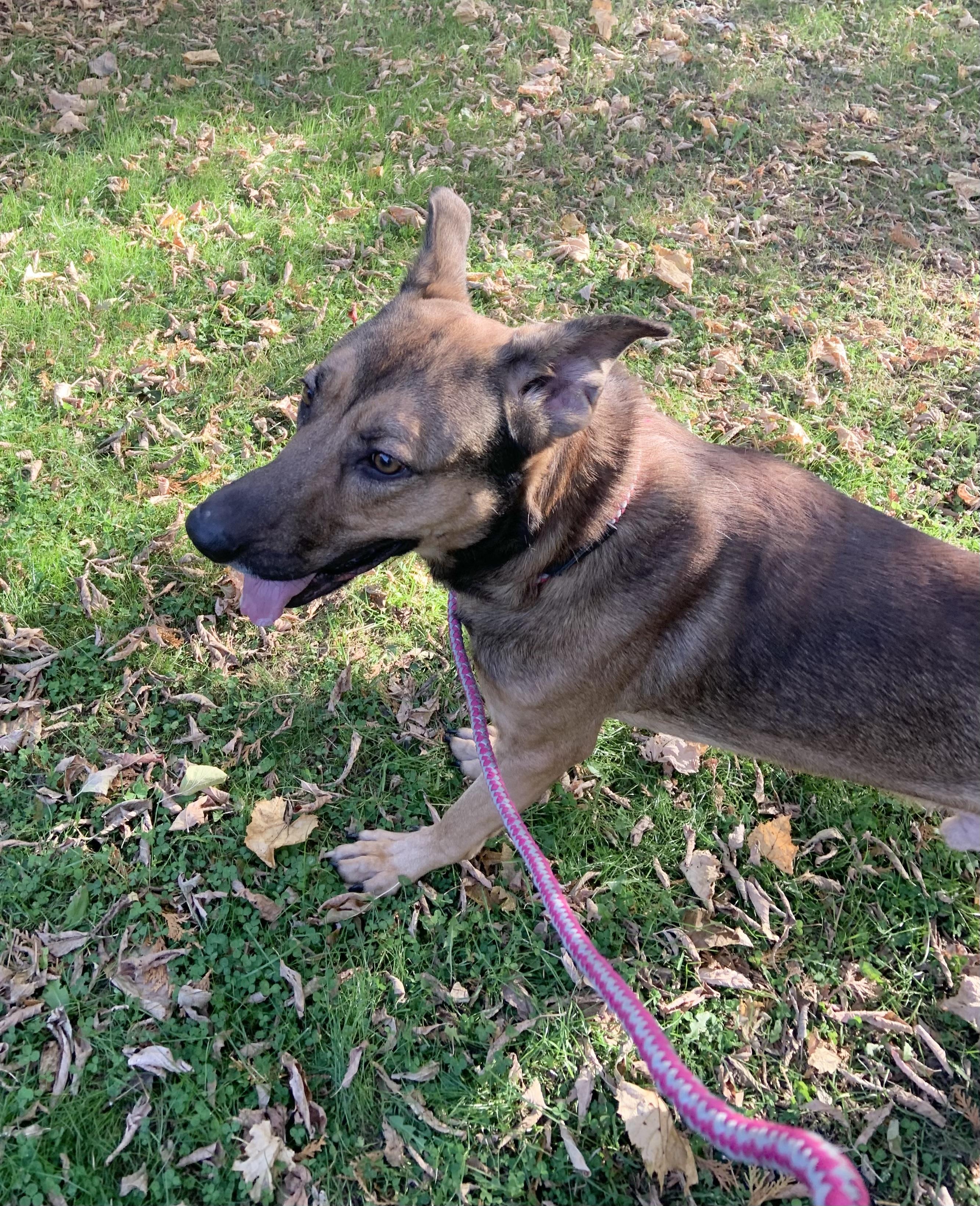 Hendrix, a Adoptable mixed breed in Massena, NY image 2/2