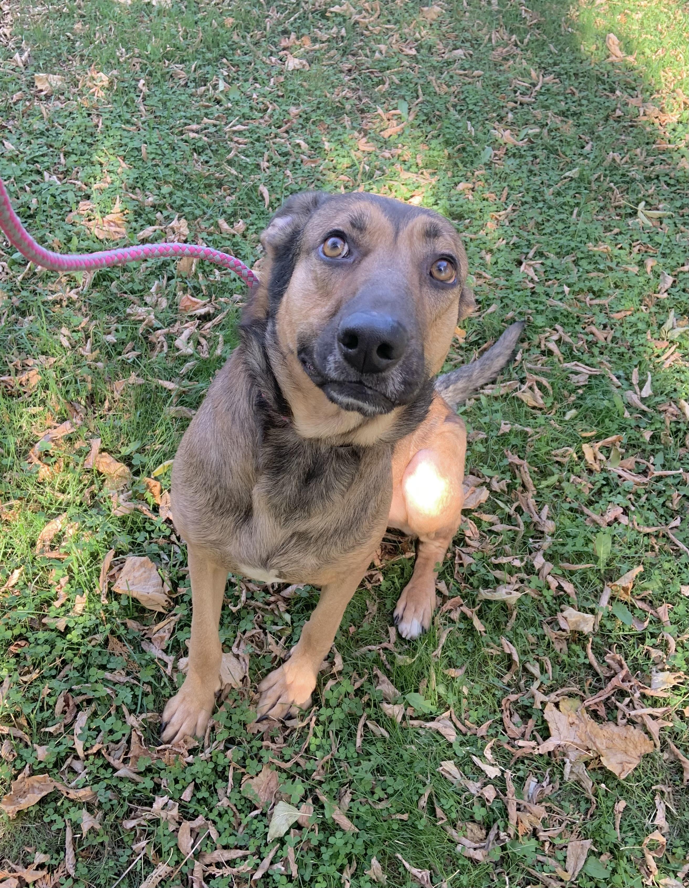 Hendrix, Adoptable, Adult Male Shepherd.