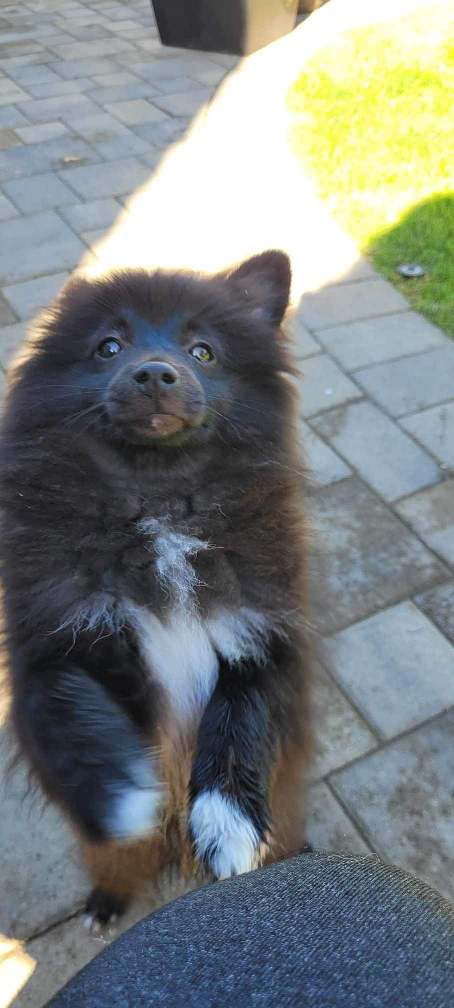 Enlarge Neo, a Adopted Pomeranian in Woodland Hills, CA image 4/4