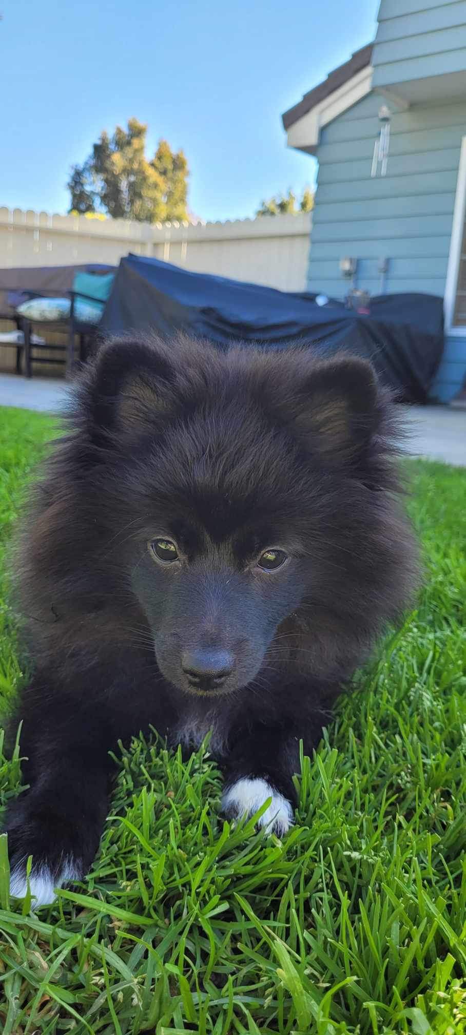 Enlarge Neo, a Adopted Pomeranian in Woodland Hills, CA image 3/4