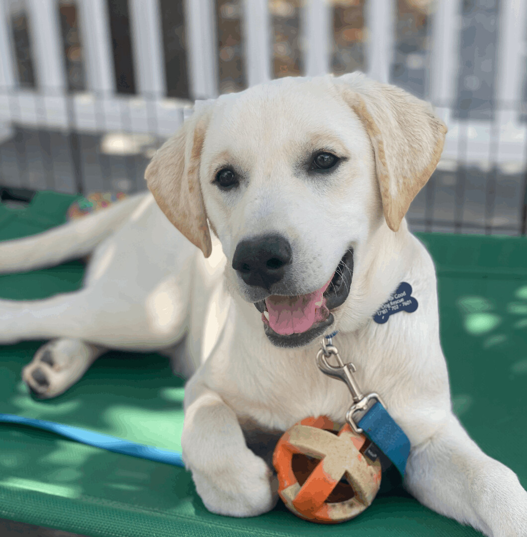 Kyle, Adopted, Young Male Yellow Labrador Retriever.
