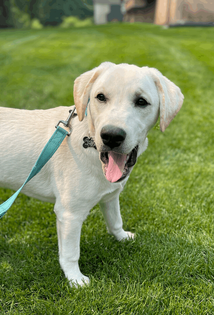 Kyle, a Adopted mixed breed in Berkeley Heights, NJ image 2/7